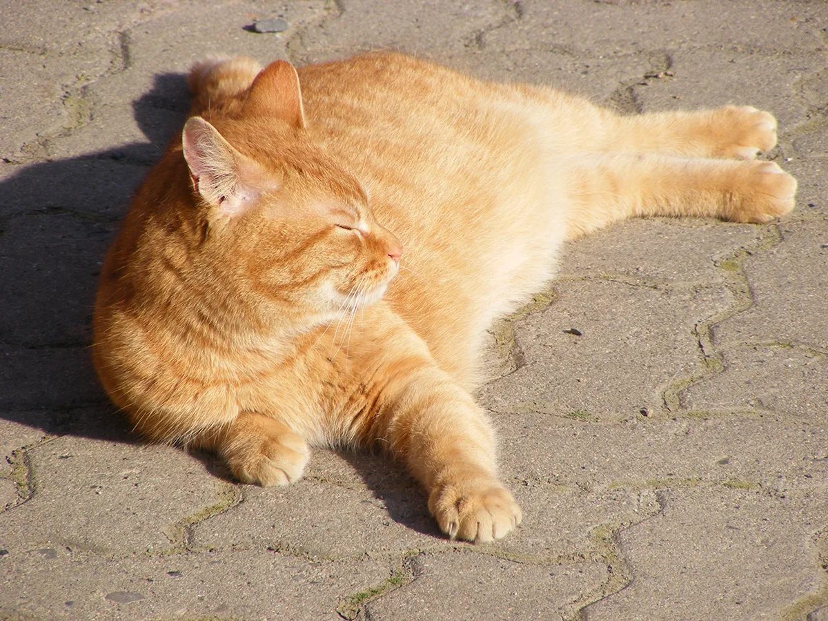 An orange cat sleeping in the sun on the sidewalk